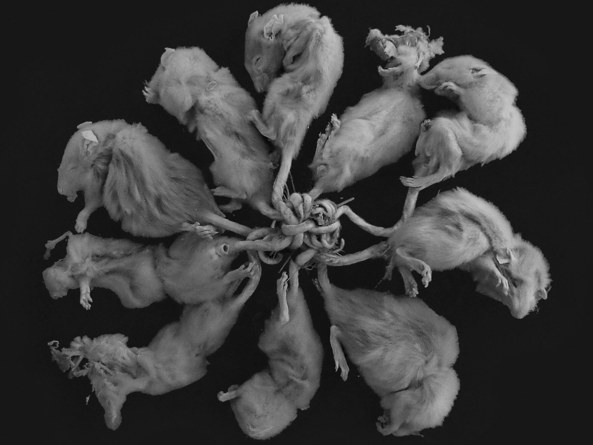 El fenómeno del rey de las&nbsp;ratas