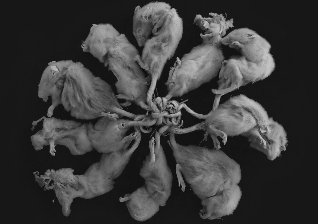 El fenómeno del rey de las&nbsp;ratas