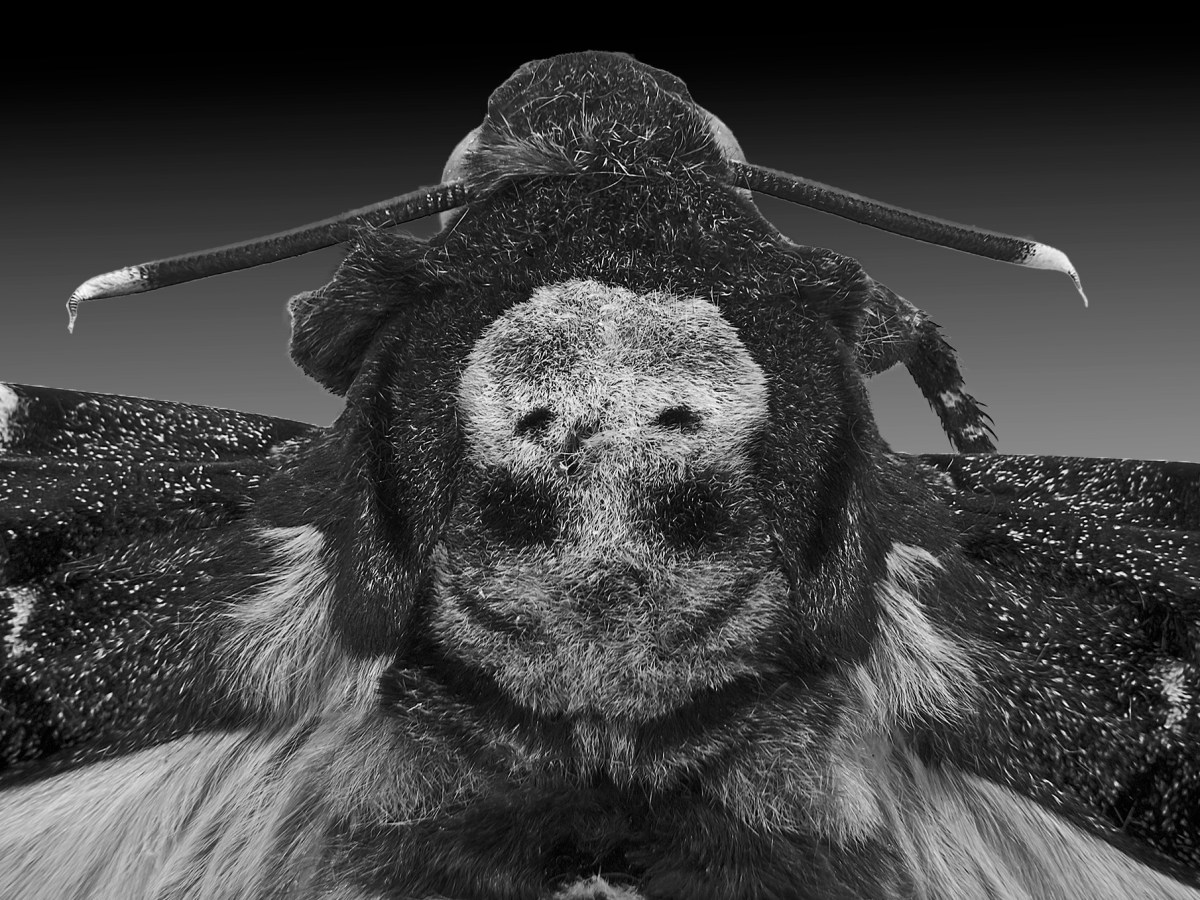 La mariposa de la&nbsp;muerte