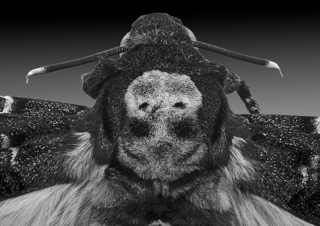 La mariposa de la&nbsp;muerte